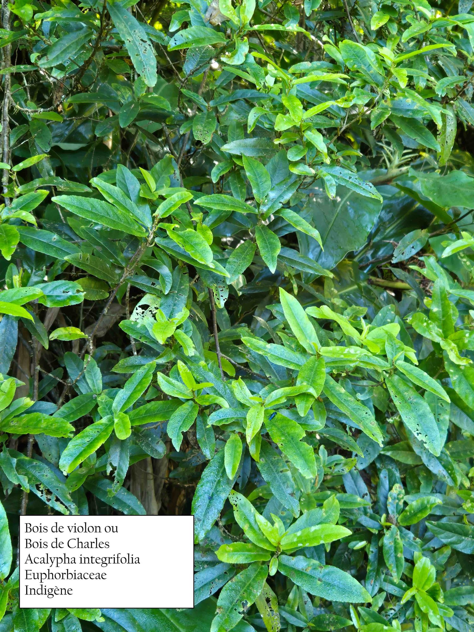 9- Bois de violon