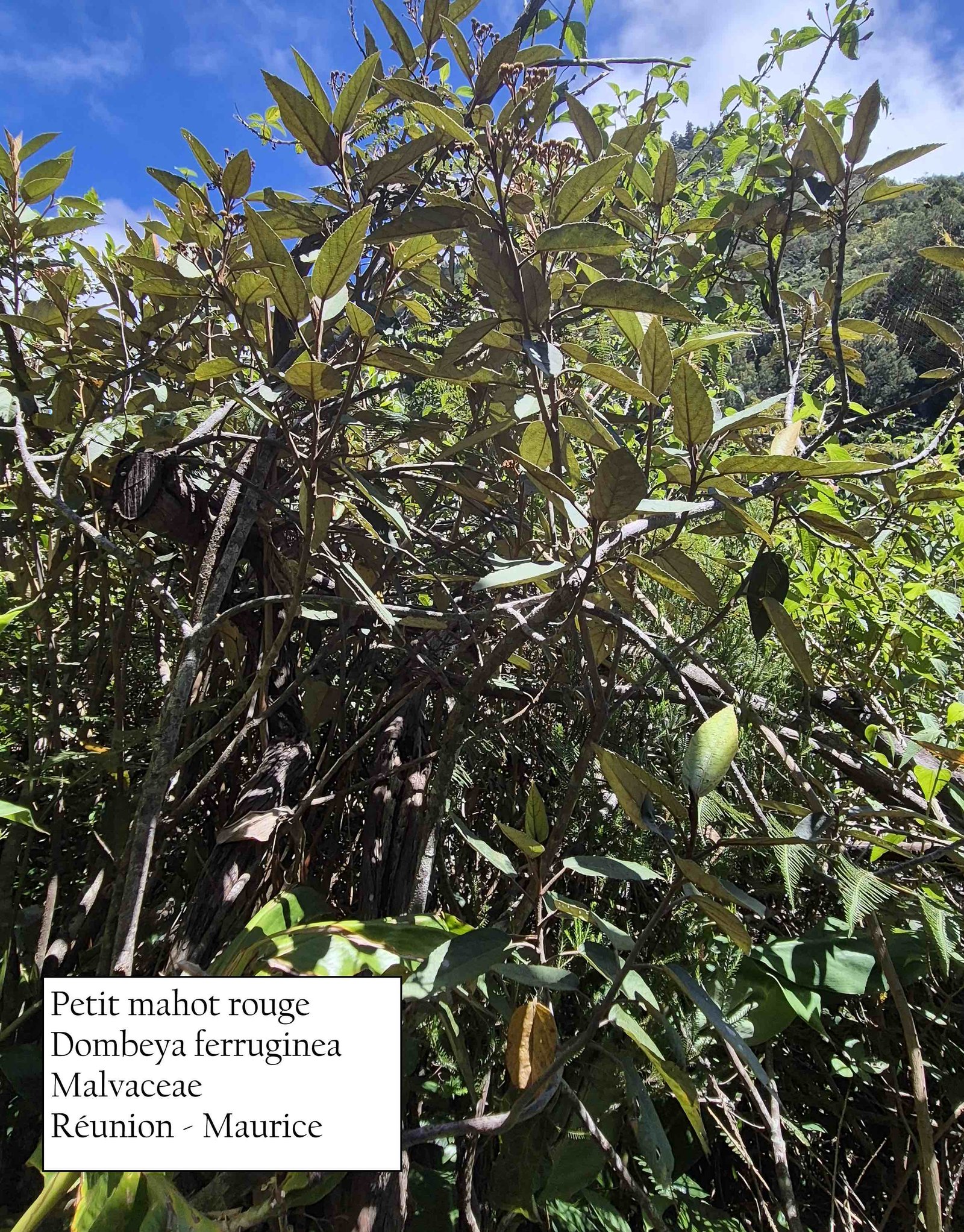 91 - Petit mahot rouge