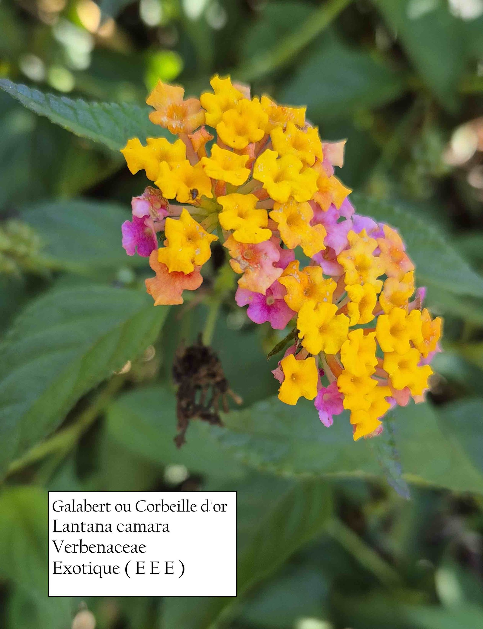 93- Lantana camara (2)