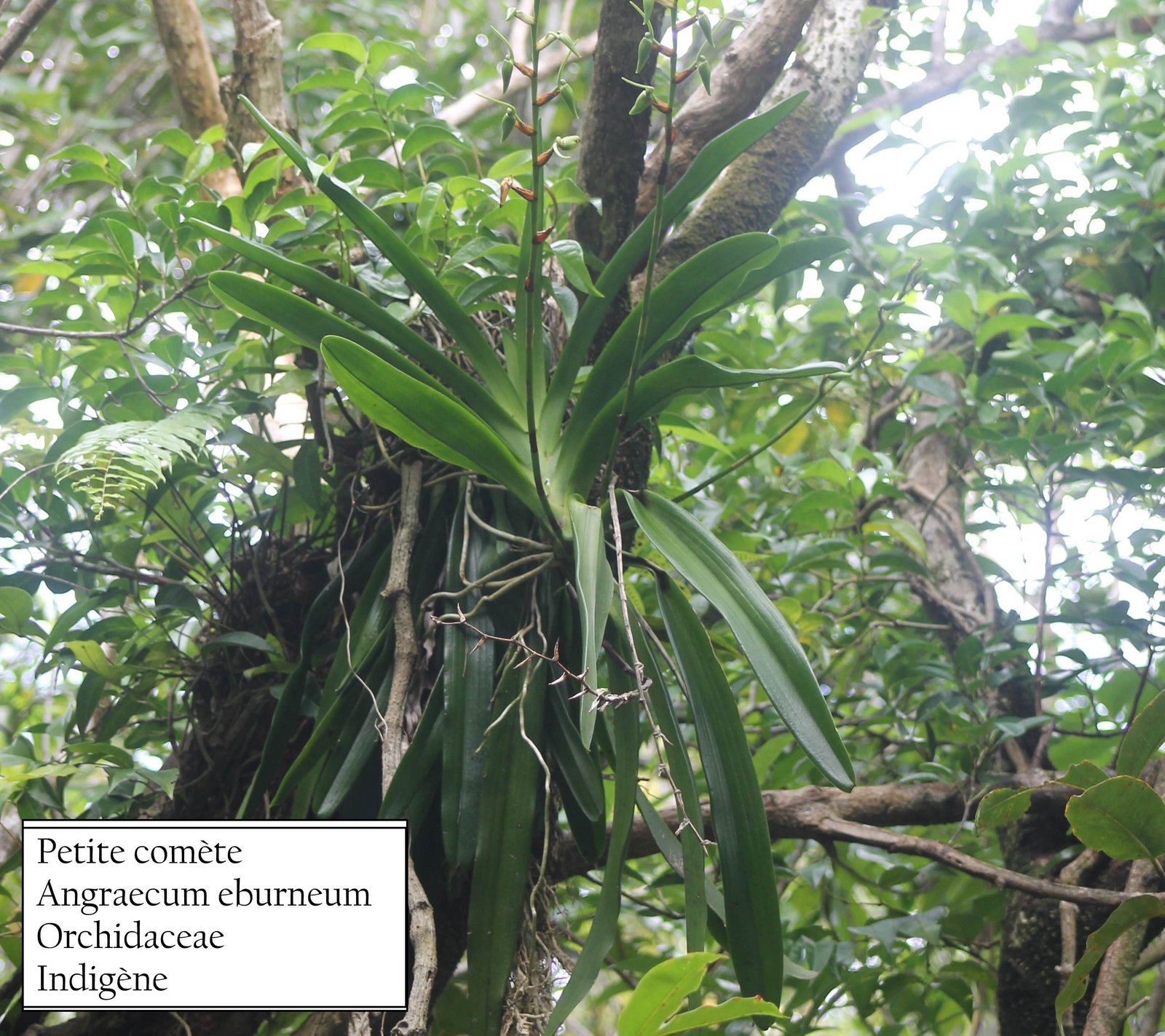 111- Angraecum eburneum