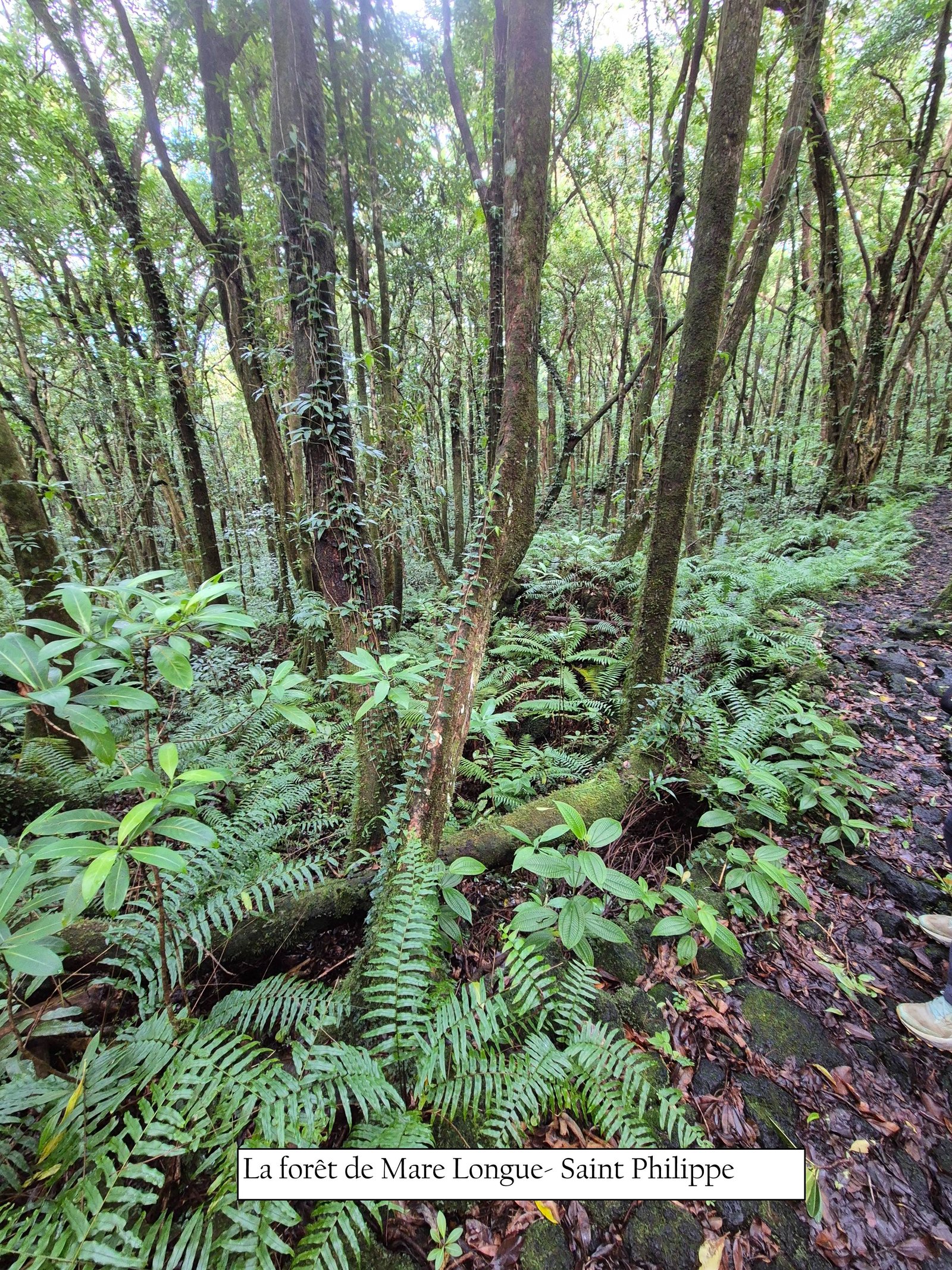 28-Forêt de Mare Longue