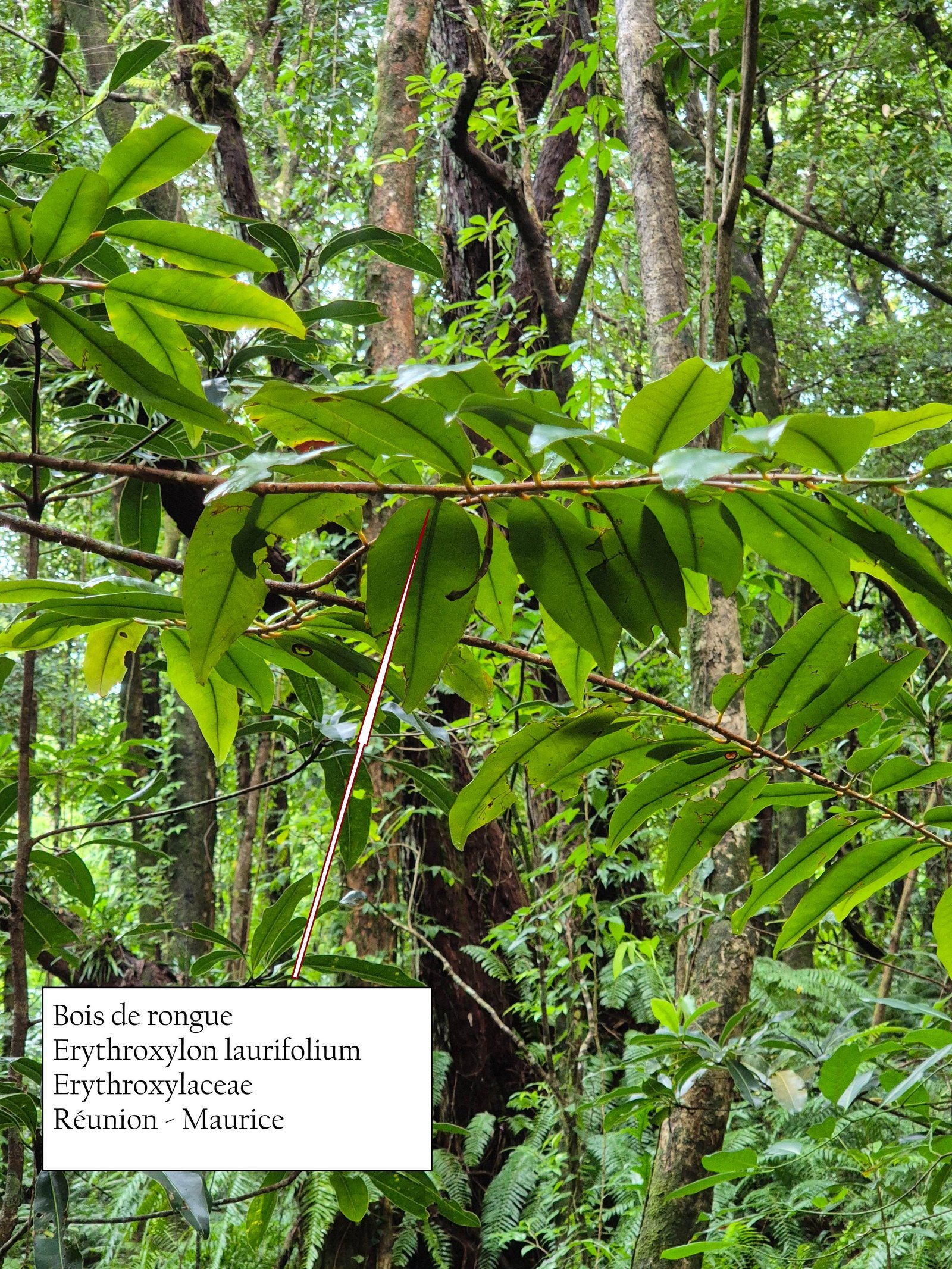 5- Bois de rongue