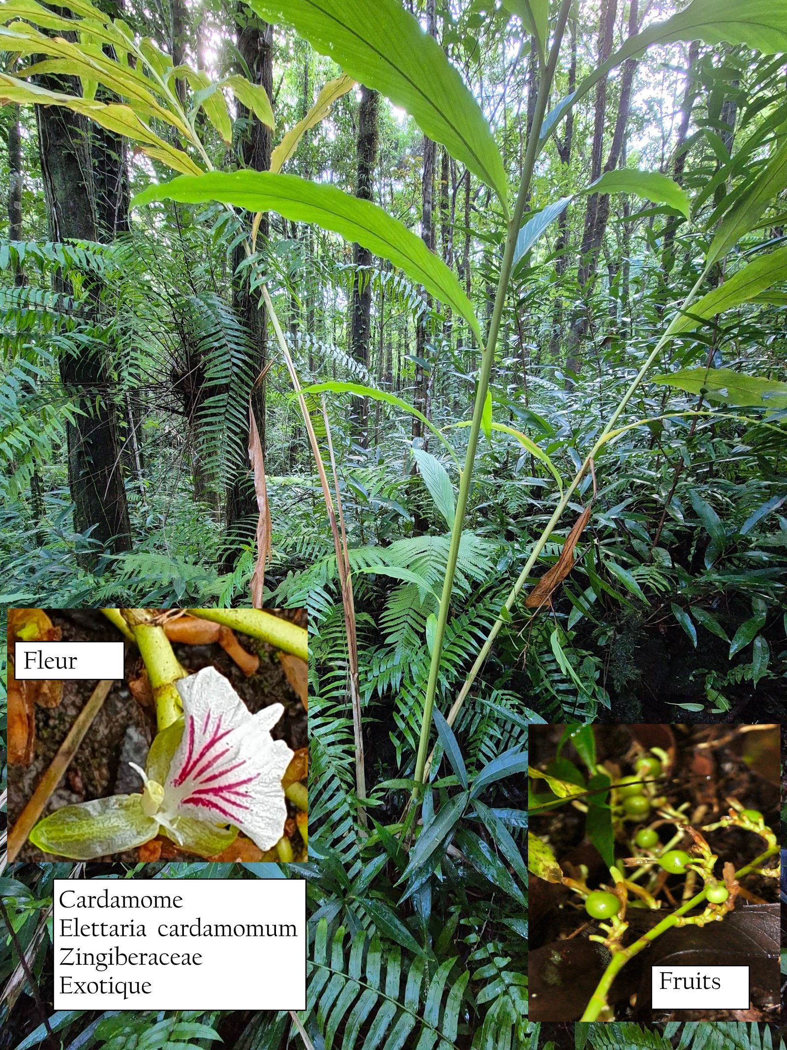 61- Cardamome