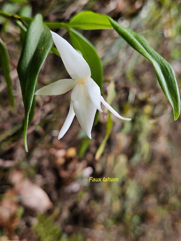 Angraecum mauritianum Faux faham Orch idaceae Indigène La Réunion 18.jpeg