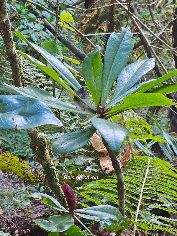 Badula borbonica Bois de savon Primulaceae Endémique La Réunion 29.jpeg