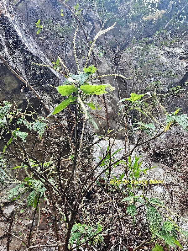 boehmeria stipularis Bois de source blanc  Urticaceae Endémique La Réunion 32.jpeg