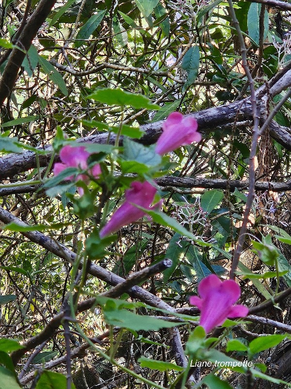 Lophospermum erubescens Liane trompette Plantaginaceae E E 34.jpeg