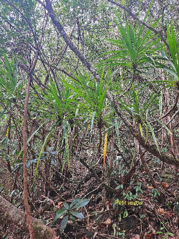 Pandanus sylvestris Petit vacoa Panda naceae Endémique La Réunion 38.jpeg