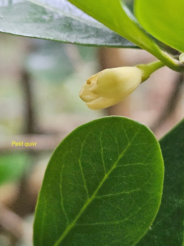 Turraea ovata Petit quivi Meliaceae En démique La  Réunion, Maurice 41.jpeg