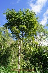 Affouche rouge - Ficus mauritiana - Moracée- BM