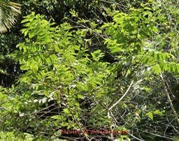 Bois d'Andrèze- Trema orientalis- Cannabacée - I
