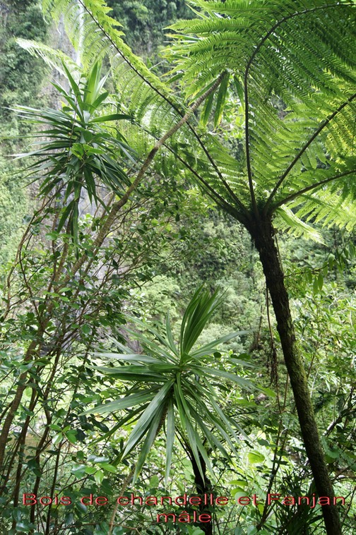 Bois de chandelle et Fanjan mâle