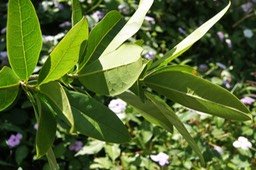 Bois de coeur bleu-2