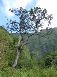 Bois de fer Sideroxylon majus (2)
