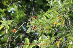 Bois de Joli coeur- Pittosporum senacia - Pittosporacée - I