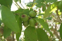 Bois de nèfles à grandes feuilles-Les fruits