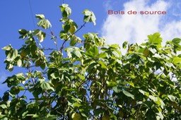 Bois de source