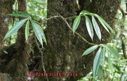 Elatostema pedunculatum