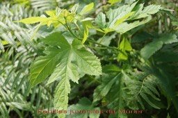 Mûrier- Feuilles juvéniles
