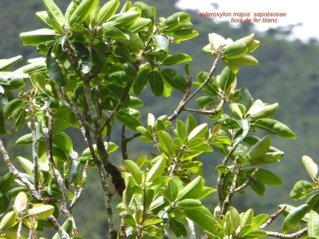 P1300095