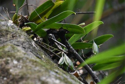 Bulbophyllum longiflorum-EPIDENDROIDEAE-Indigene Reunion
