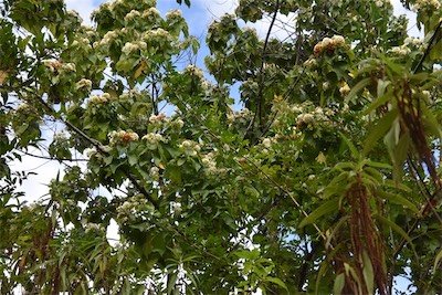 Dombeya delislei-Mahot bleu-MALVACEAE-Endemique Reunion