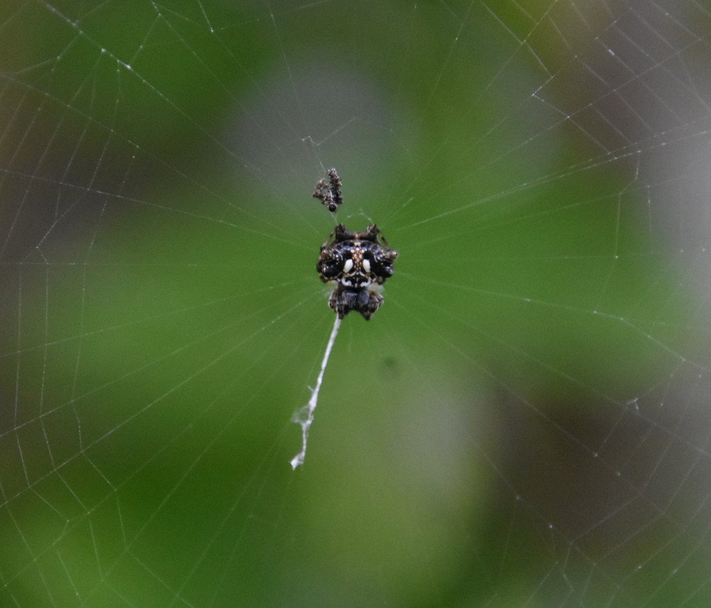 Telacantha brevispina-Araignee cerf volant-ARANEIDEAE-Endemique Reunion