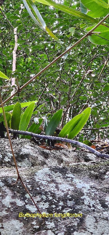 12 Bulbophyllum longiflorum Orchidaceae INDIGENE LA REUNION