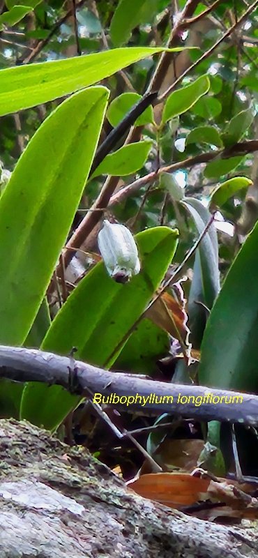13 Bulbophyllum longiflorum Orchidaceae INDIGENE LA REUNION 