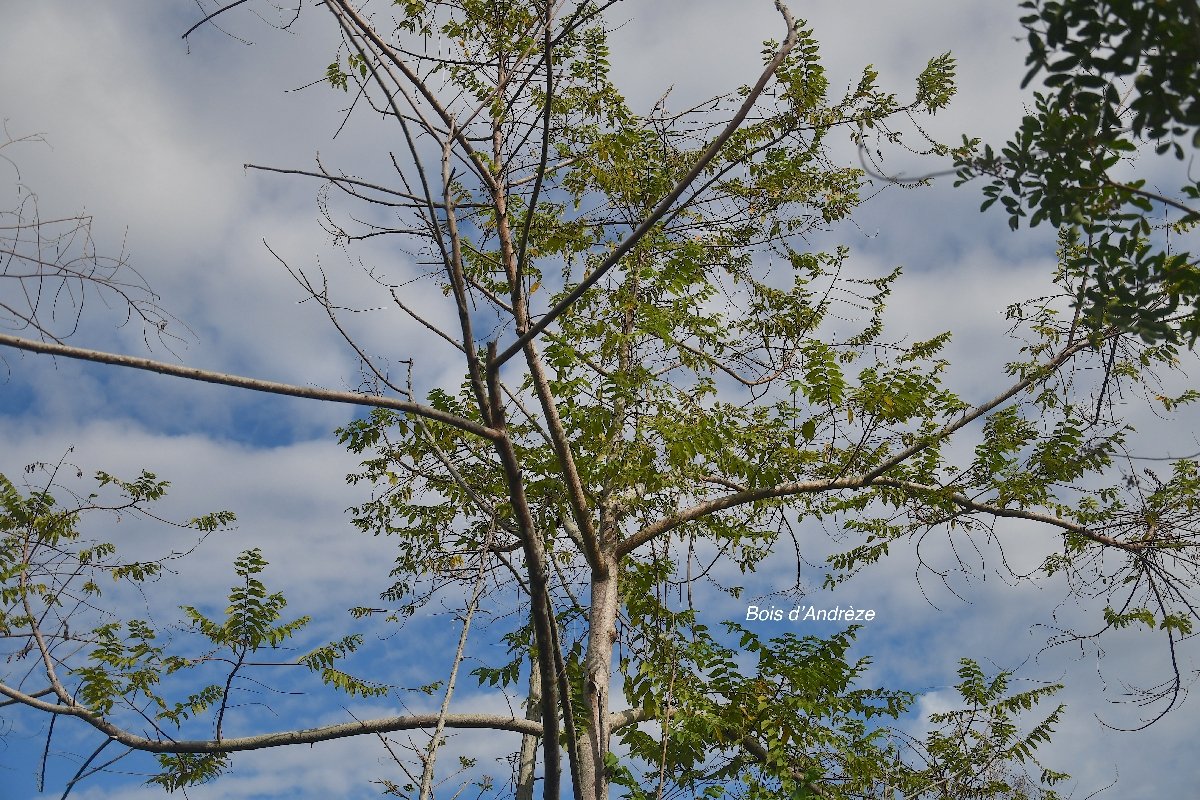 22 Trema orientalis Bois d ANDREZE Cannabaceae AMPHINATURALISE ENVAHISSANT