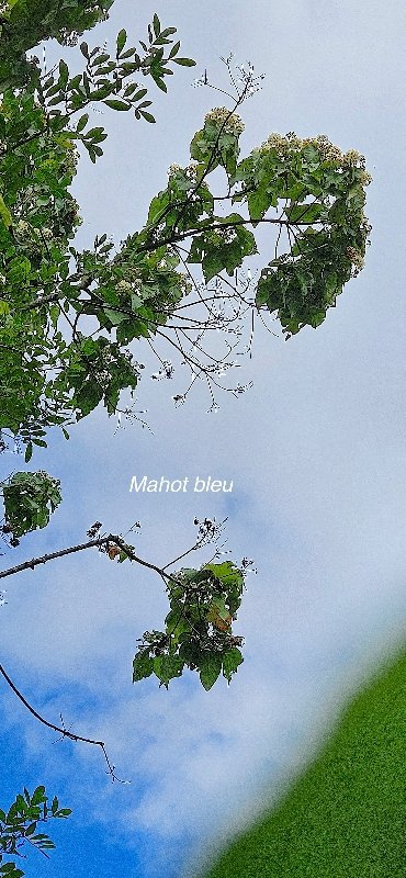 23 Dombeya delislei ? Mahot bleu Malvaceae ENDEMIQUE LA REUNION