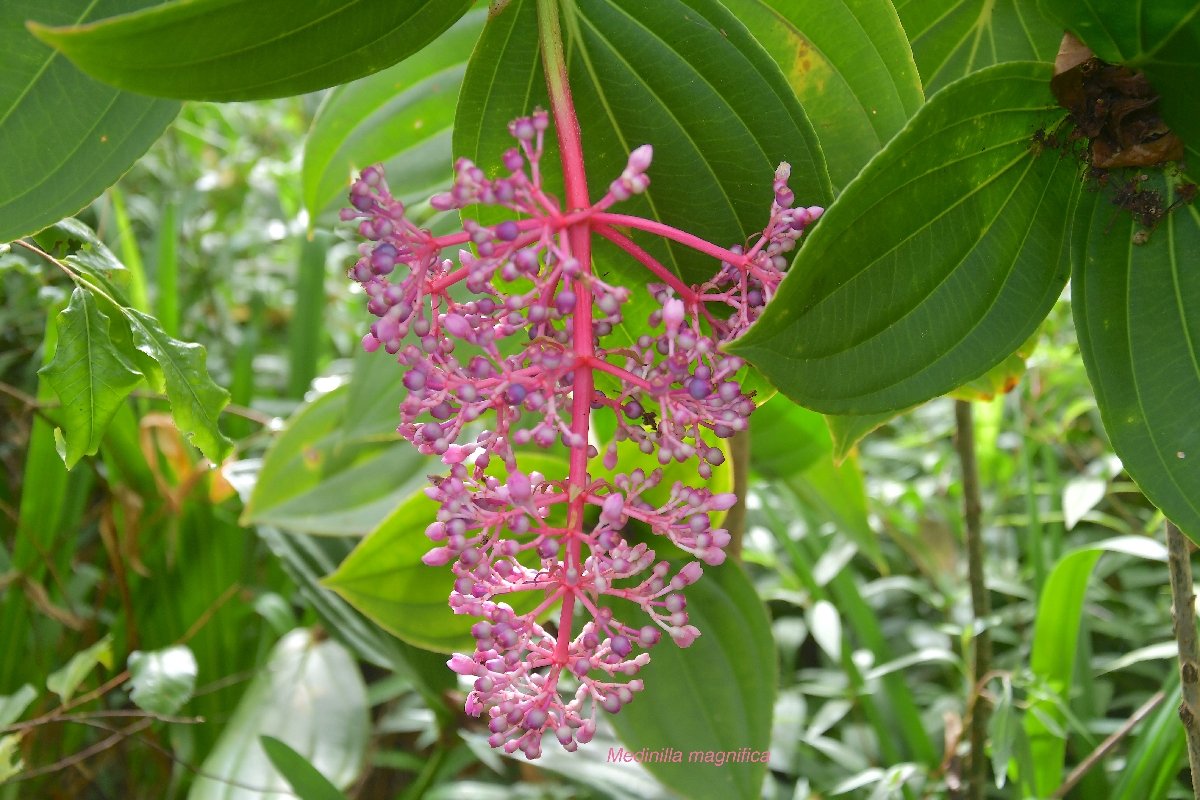 26 Medinilla magnifica Melastomataceae CULTIVE POTENTIELLEMENT ENVAHISSANT