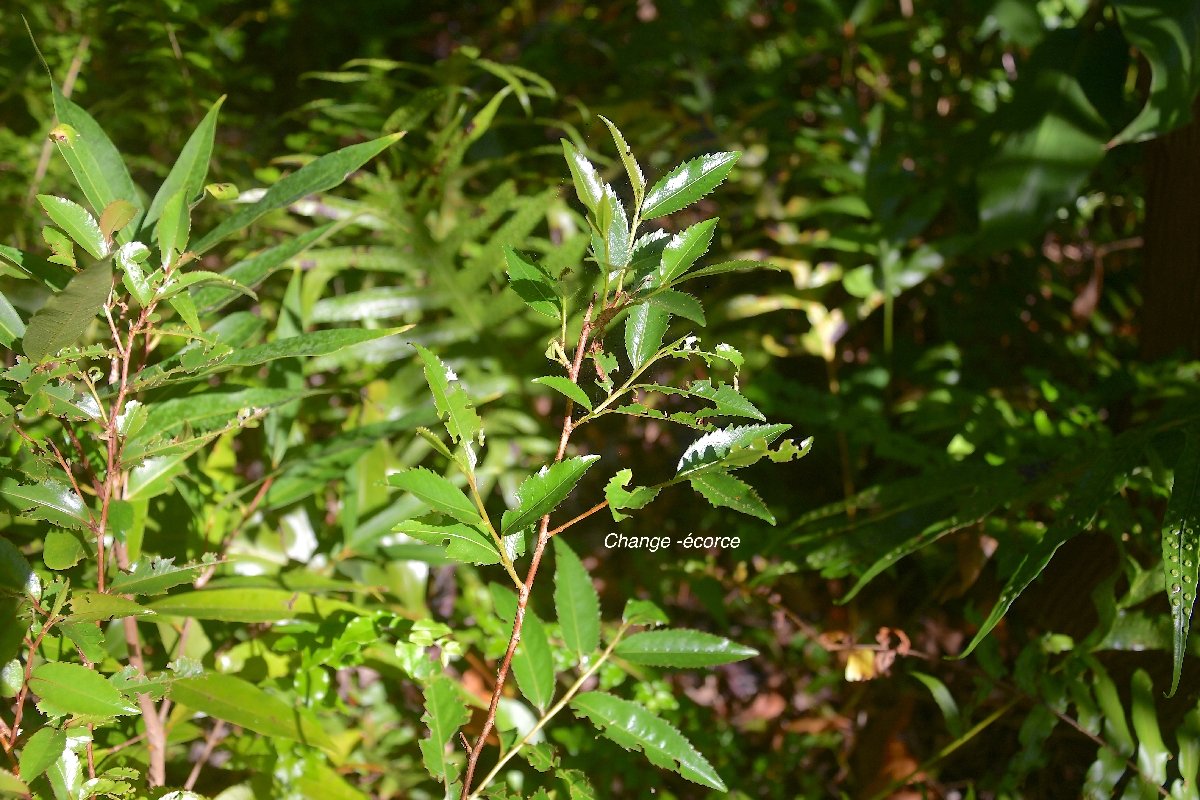 31 Aphloia theiformis Change -ECORCE Aphloiaceae INDIGENE LA REUNION .
