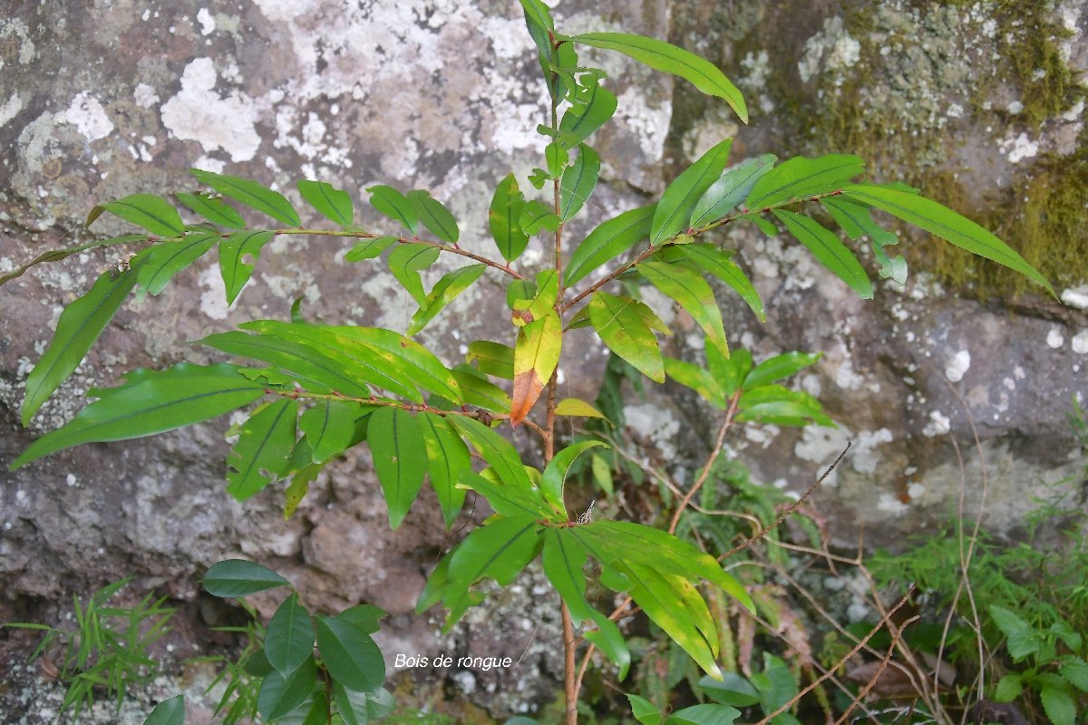 40 Erythroxylum laurifolium Bois de rongue Erythroxylaceae ENDEMIQUE LA REUNION, MAURICE