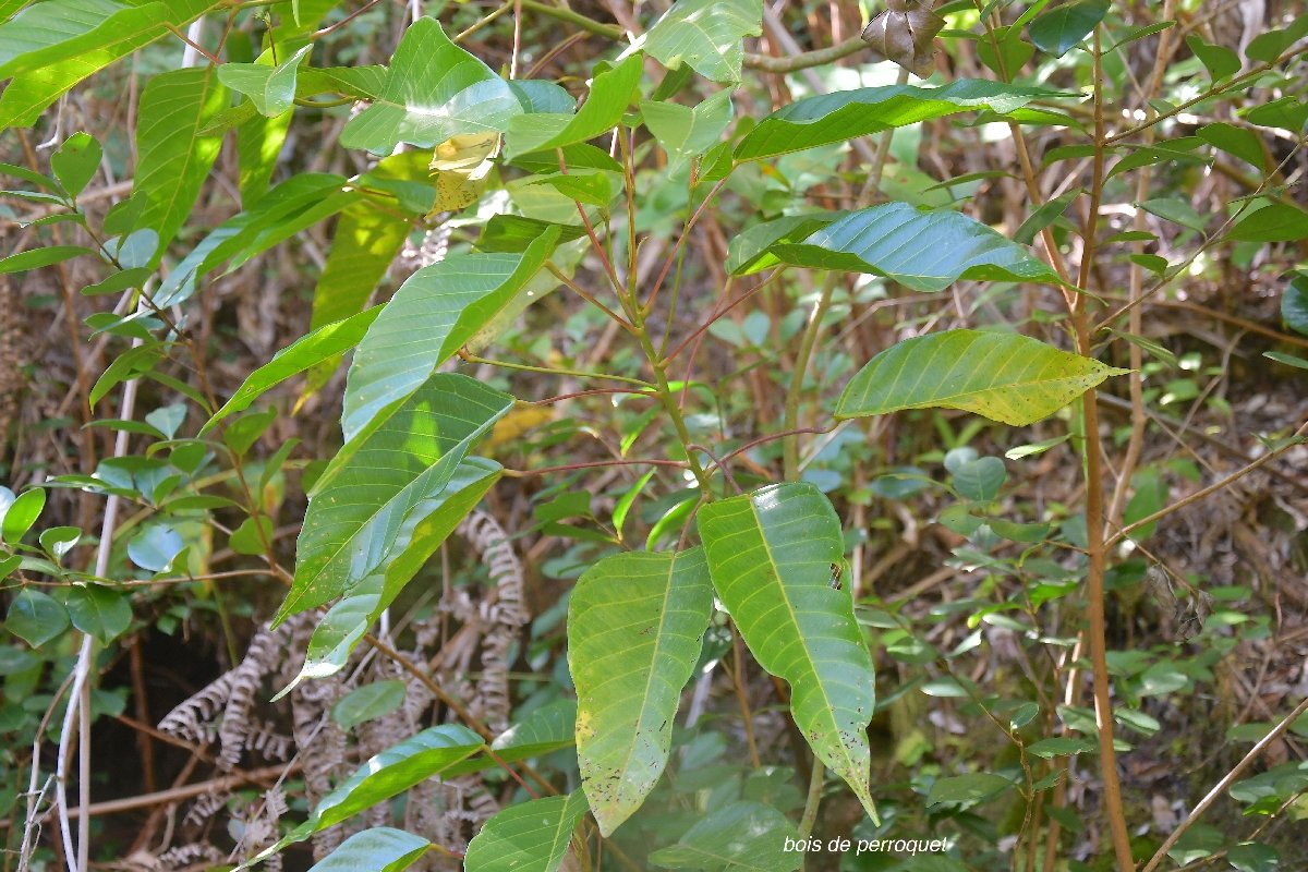 43 Hancea integrifolia Bois de perroquet Euphorbiaceae ENDEMIQUE LA REUNION, MAURICE