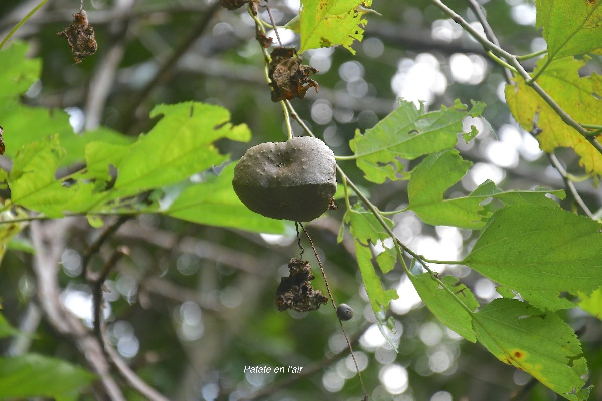 56 Dioscorea bulbifera Patate en l'air Dioscoreaceae CULTIVE ENVAHISSANT SEULEMENT EN MILIEUX PERTURBES