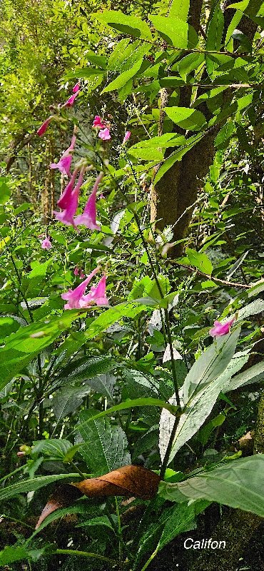 8 Difluglossa colorata Califon Acanthaceae AMPHINATURALISE TRES ENVAHISSANT