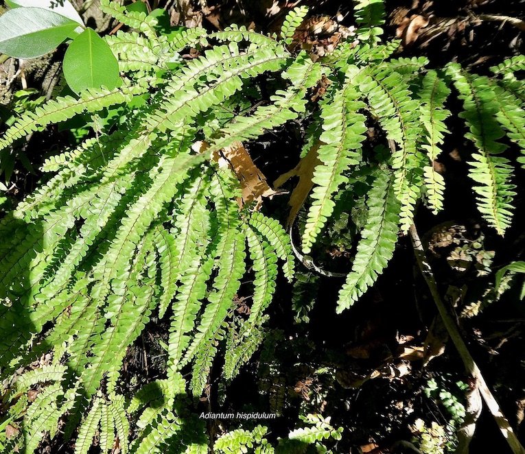 Adiantum hispidulum.pteridaceae.indigène Réunion