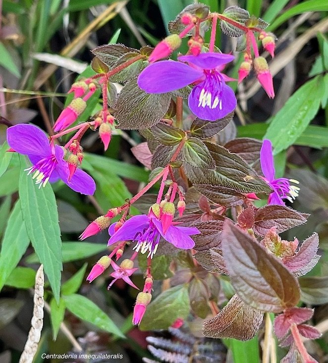 Centradenia inaequilateralis.melastomataceae.espèce cultivée
