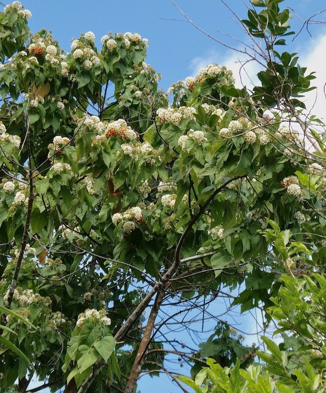 Dombeya sp . hybride? pilosa ? .mahot.malvaceae.endémique Réunion. (1)
