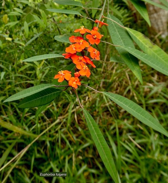 Euphorbia fulgens.Euphorbiaceae.espèce cultivée