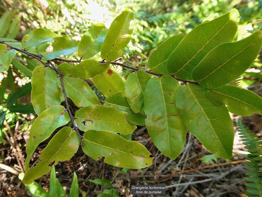 Grangeria borbonica.bois de punaise.chrysobalanaceae.endémique Réunion Maurice 