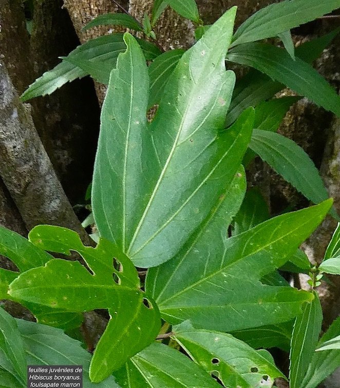 Hibiscus boryanus.foulsapate marron