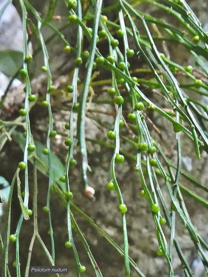 Psilotum nudum.psilotaceae; Indigène Réunion