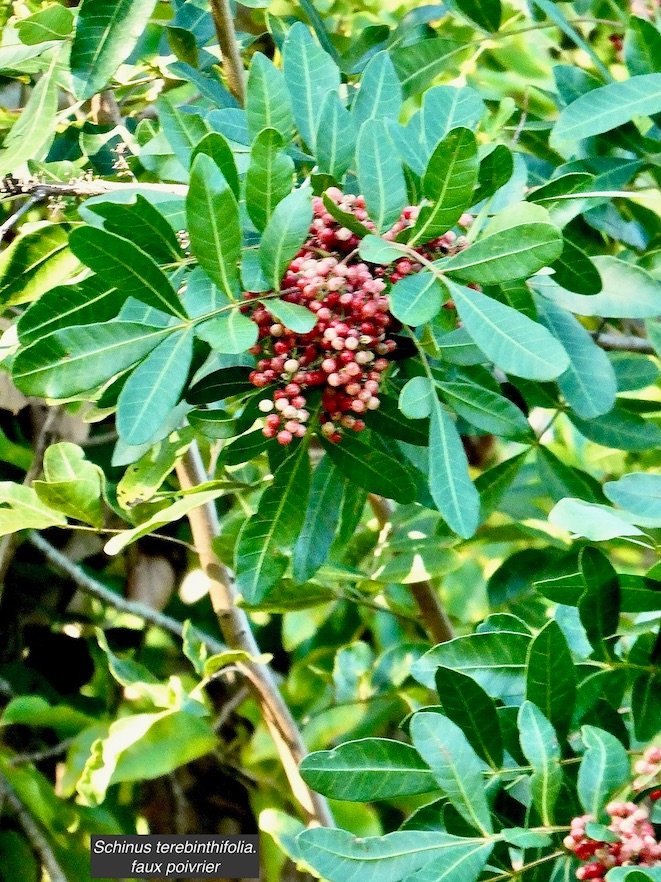 Schinus terebinthifolia.faux poivrier.baie rose.anacardiaceae.amphinaturalisé.très envahissant