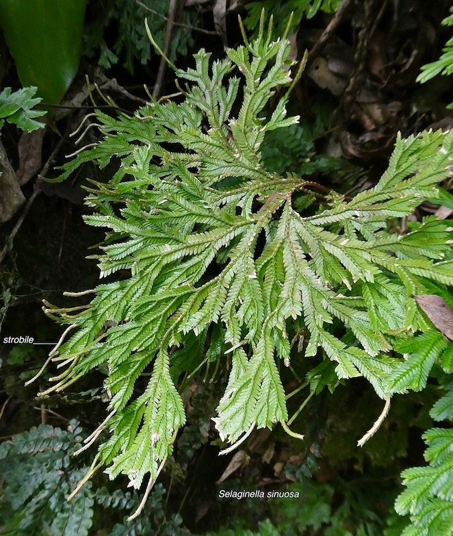 Selaginella sinuosa. ( avec strobiles ) selaginellaceae.endémique Réunion.Maurice