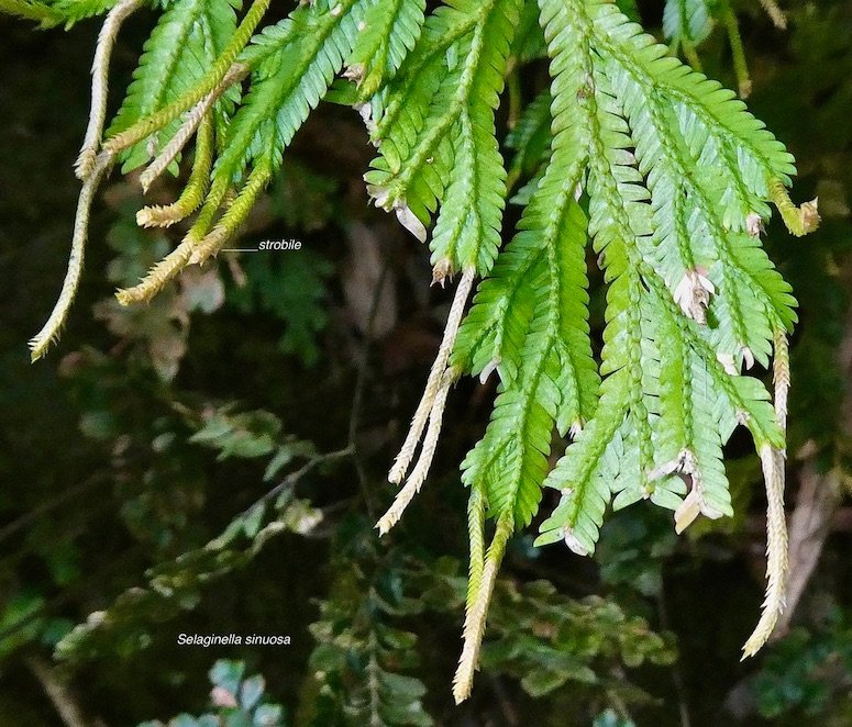 Selaginella sinuosa. selaginellaceae.endémique Réunion.Maurice (1)