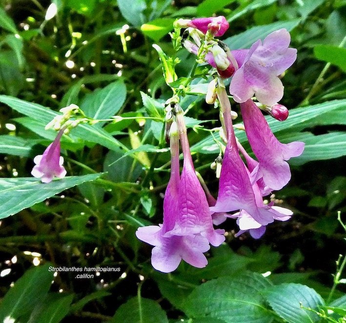 Strobilanthes hamiltonianus .califon.Acanthaceae.amphinaturalisé.espèce très envahissante.