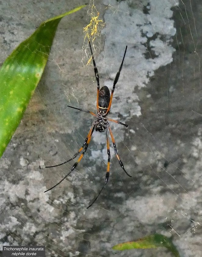 Trichonephila inaurata.néphile dorée. Araneidae