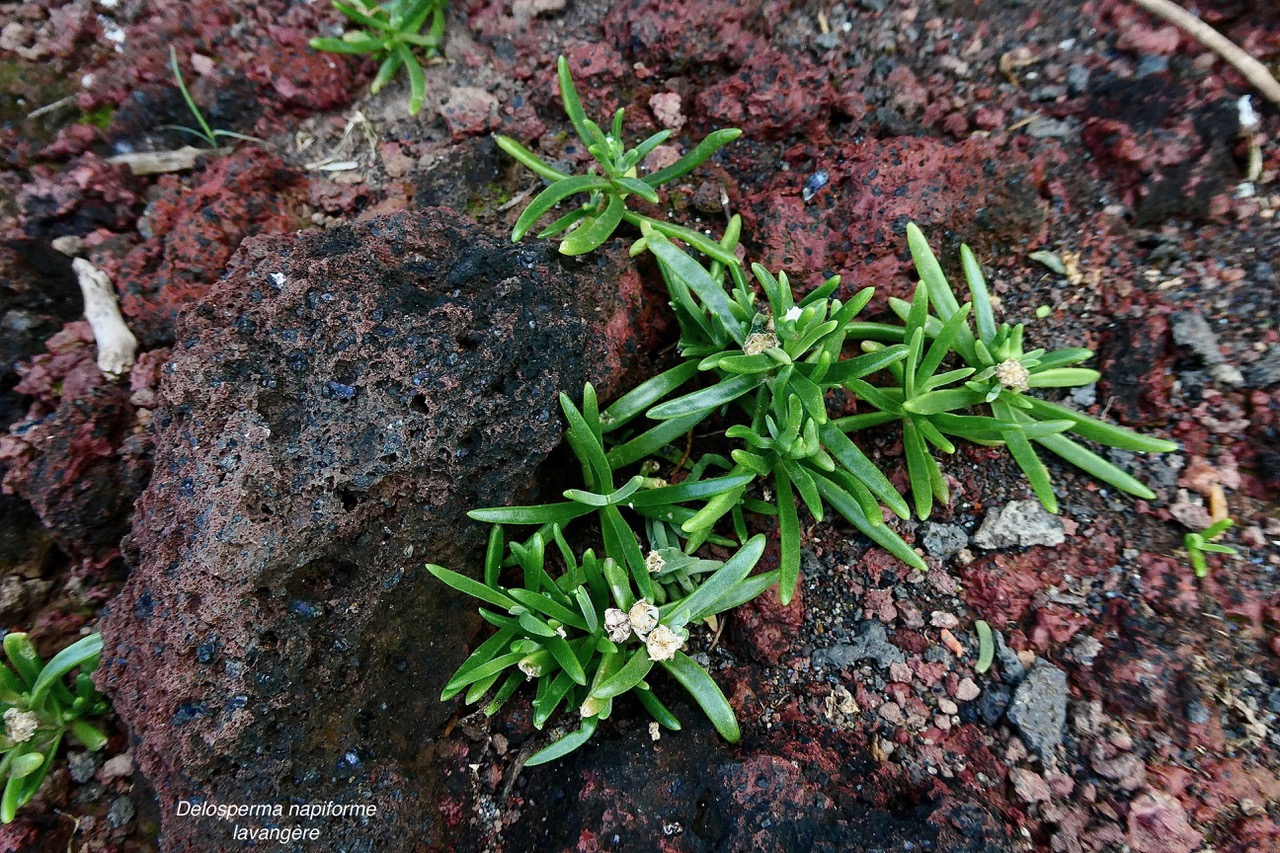 Delosperma napiforme.lavangère.aizoaceae.endémique Réunion. (1).jpeg